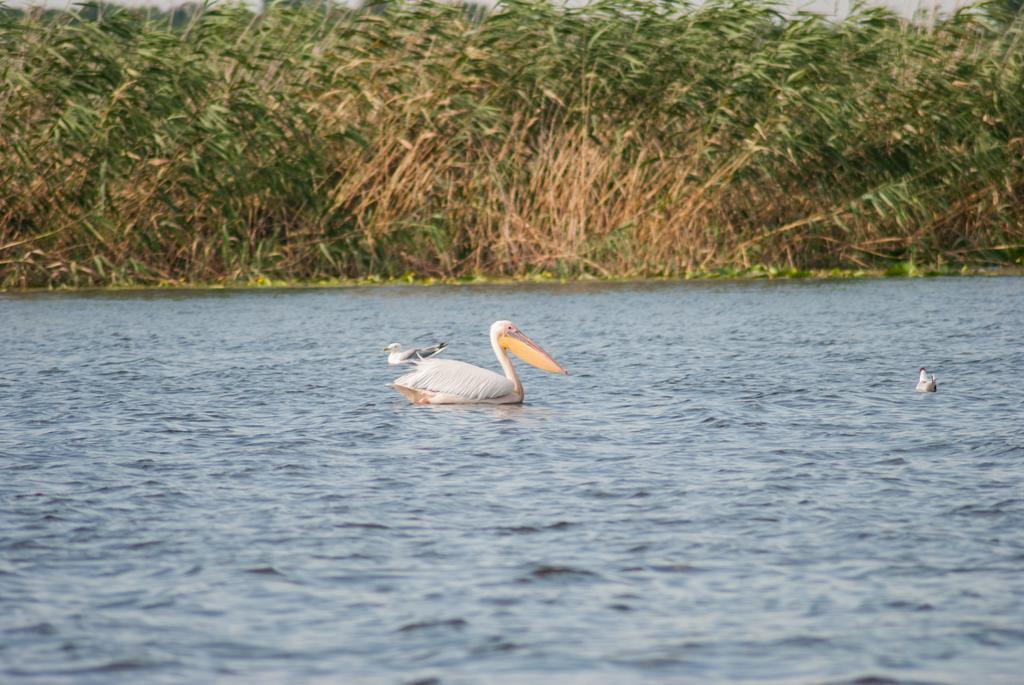 Delta Nature 4*